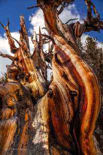 Bristlecone Pine-9107